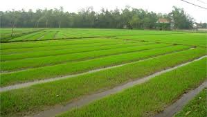 Xã Thạch Mỹ